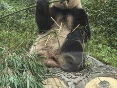 -中国大熊猫保护研究中心雅安碧峰峡基地