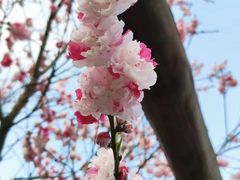 -南汇桃花村