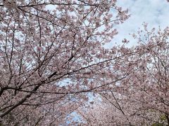 -高东镇樱花园