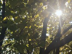 -天门沟九州驿站树上汤泉