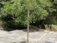 -冶父山国家森林公园