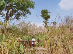 -白鹭湾湿地公园