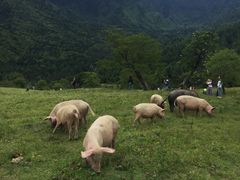 -硗碛藏寨·神木垒景区