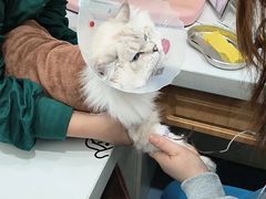 -佑安动物医院·全科·内窥镜中心(幸福巷店)