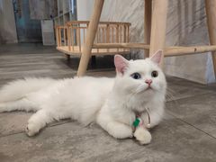 -楼上猫咖(罗湖店)