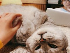 猫猫-隅cafe(傅厚岗店)