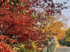 -上海市保健医疗中心