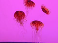 -沈阳海洋探索中心