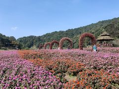 -广州市石门国家森林公园