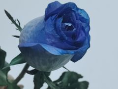 -昆明国际花卉拍卖交易中心