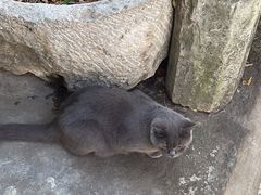 -喵屿·大理花园猫咖