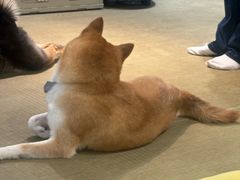 -逗柴咖啡屋·狗咖猫咖宠物桌游