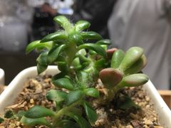 -徐小包(黎阳in巷店)