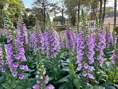 -松山湖梦幻百花洲
