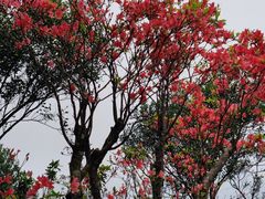 -梧桐山风景名胜区