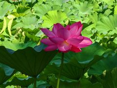 -桂湖森林公园