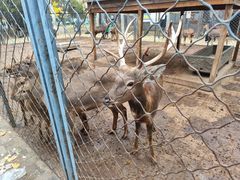 -长白岛森林公园