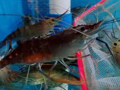 -Thai Basil罗勒叶泰式餐厅(时代天街店)