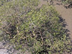 -北海金海湾红树林生态旅游区