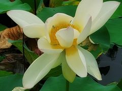 -莲花池公园