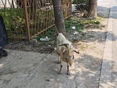 -马陆小张葡萄园农家乐