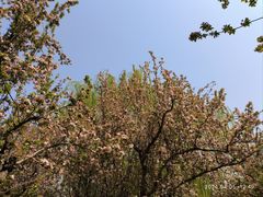 -海棠花溪(元大都城垣遗址公园)