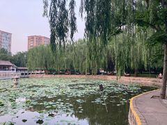 -团结湖公园