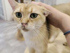 -楼上猫咖(罗湖店)