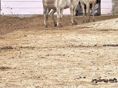 -青藏高原野生动物园