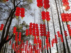 -东平国家森林公园