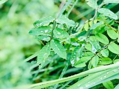 -苍山感通索道