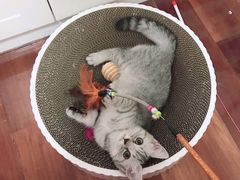 -爱侣宠医·鹦鹉专科·小型哺乳类·异宠专科(灵石路店)