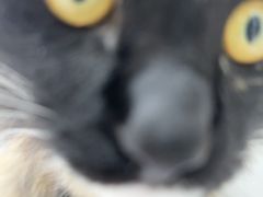 -心仪动物医院·牙专科·肿瘤·心脏科(西客站院)