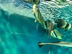 -上海海洋水族馆