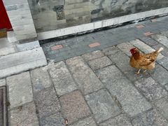 -春风习习