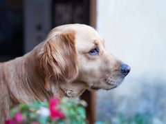 旺财-浔岚云舍mist静谧观景美宿(丽江古城店)