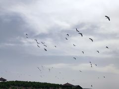 -南大港湿地风景区