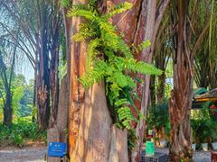 -中国科学院西双版纳热带植物园