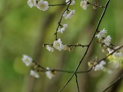 -中山市树木园