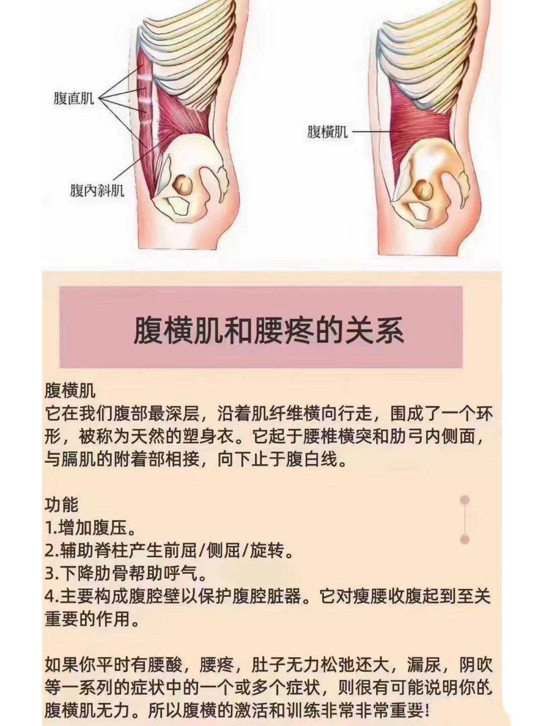 知识分享 腹横肌和腰痛的关系