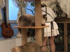 -共舞时光猫咖·狗咖(新街口店)