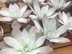 -三圣花乡旅游区