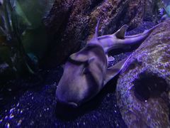 -暹罗海洋世界