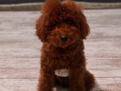 -百好乐宠物友好餐厅(朝外大街店)