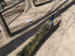 -银树楼(紫玉山庄东区店)