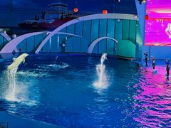 -海合安青岛极地海洋公园