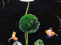 -德顺斋爆肚涮肉馆·烧烤·羊蝎子·清真炒菜(马驹桥店)