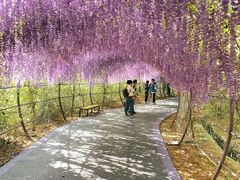 -大塘金香草谷