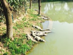 -中国扬子鳄村