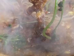 -蜀留香石锅鱼(六顺街店)